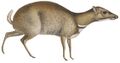 Tragulus napu - 1818-1842 - Print - Iconographia Zoologica - Special Collections University of Amsterdam