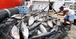 Tuna fish