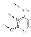 Cytonum2
