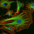 Eukaryote