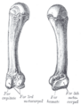The fourth metacarpal
