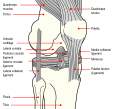 Knee diagram