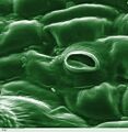 Tomato leaf stomate