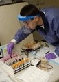 Hospital Corpsman Seaman Jered Cotshwar sorts blood samples during a ship's blood drive aboard the Nimitz-class aircraft carrier USS Theodore Roosevelt (CVN 71).