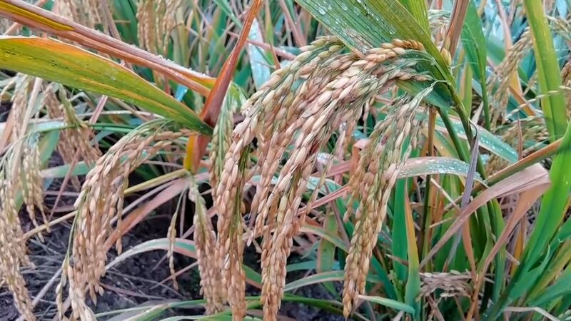 File:20201102.Hengnan.Hybrid rice Sanyou-1.6.jpg