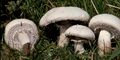 Agaricus arvensis showing the cogwheel pattern