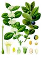 Acokanthera schimperi plant illustration