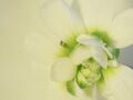 Mutants of Arabidopsis thaliana