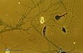 Basidiobolus (257 20)