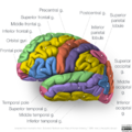 Gyri of the lateral cortex