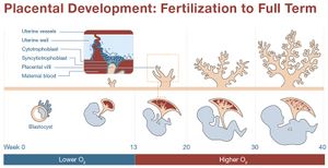 Placenta timeline