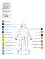 Skin Microbiome