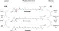 Violaxanthin cycle