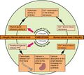 Calcium homeostasis