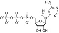 ATP structure