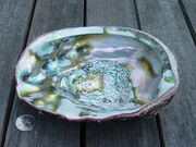 Abalone