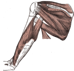 Arm shoulder muscles