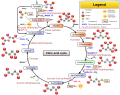 Pyruvate dehydrogenase deficiency