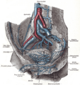 Obturator_veins