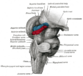 Nerves of the orbit