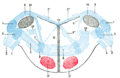 Cochlear nucleus