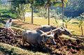 Javanese water buffalo