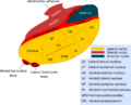 Image of the thalamus