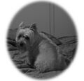 13 year old Cairn Terrier