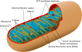 Animal mitochondrion diagram