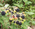 Blackberry fruits