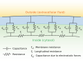 Cable theory in neurons.