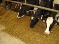 Cows eating Total Mixed Ration (TMR)