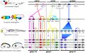 Evolutionary developmental biology