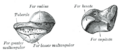 Gray's Anatomy illustration 221