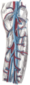Deep veins of the leg