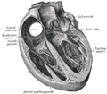 Internal structure of the heart