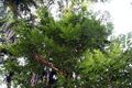Myroxylon balsamum