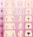 Tanner scale-female