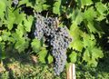 Vitis vinifera ssp. vinifera Croatina
