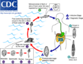 Clonorchis sinensis Life Cycle