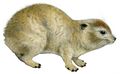 Elephant shrew