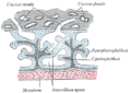 Uterine gland