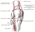 Fibular artery