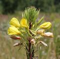 Oenothera rubricaulis 2014