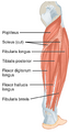 Muscles of the leg that move the foot and toes