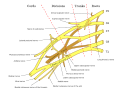 Brachial plexus 2