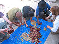 Coffee production
