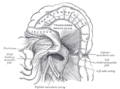 Duodenojejunal flexure in relation to surrounding structures