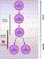 Intrathymic T Cell Differentiation