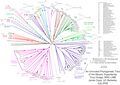 Unrooted tree of myosin